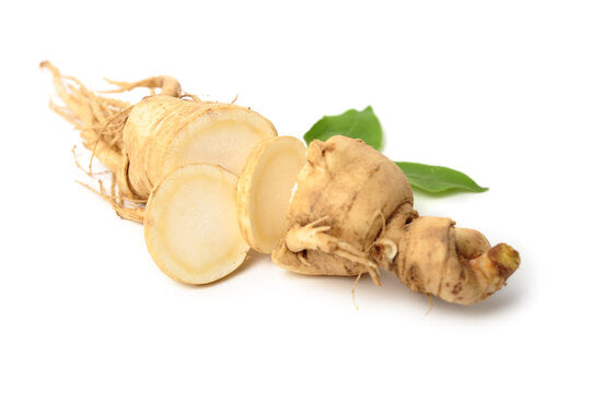 Panax Ginseng