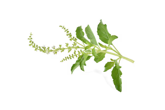 Holy Basil