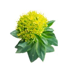 Rhodiola Rosea