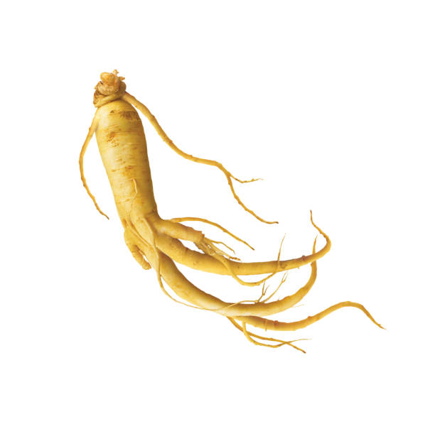 Panax Ginseng