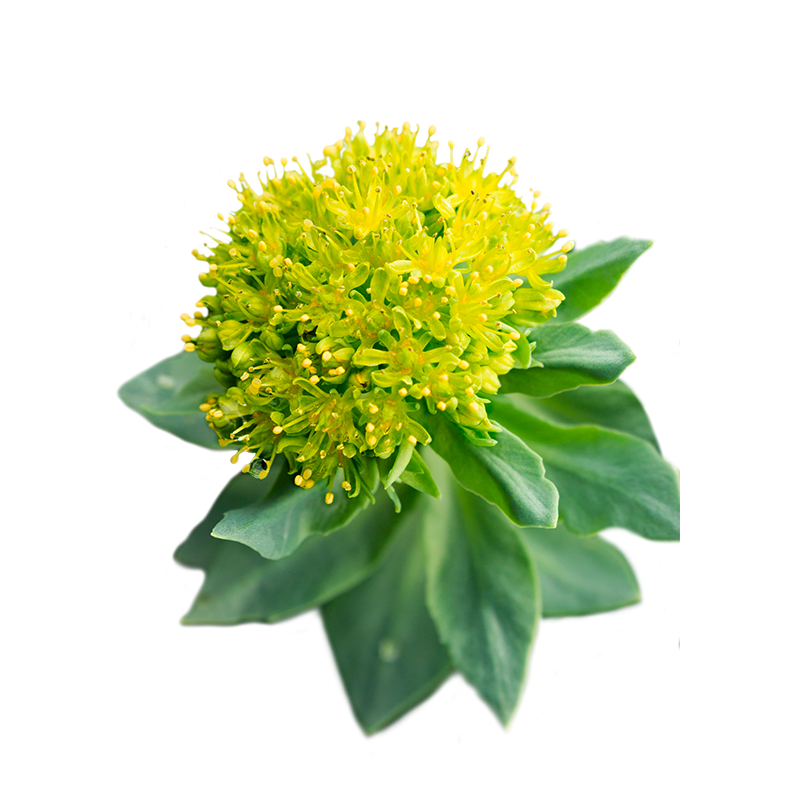 Rhodiola Rosea